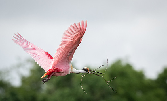 Roseate Spoonbill Galveston TX-County Parks 20210508_03910391