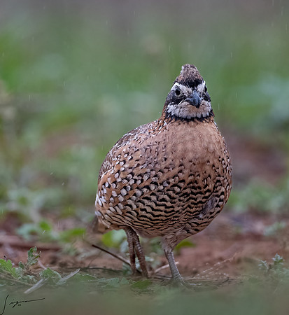 Northern Bobwhite Male _DSC7570-Edit