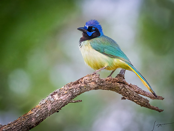 Green Jay LaLomitaRanch20210501_1102-Edit