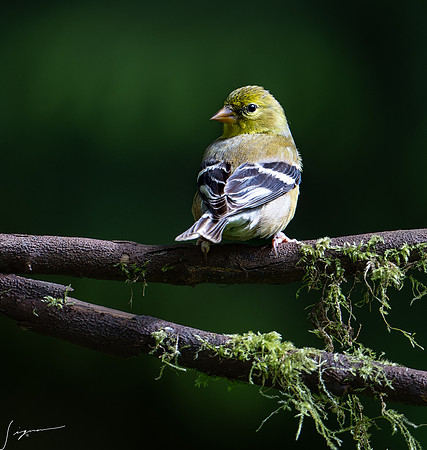 American Goldfinch Breeding Female GambleYard20210525_0072-NEF_DxO_DeepPRIME
