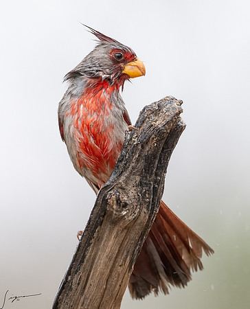 Pyrrhuloxia Male      _DSC7765-Edit