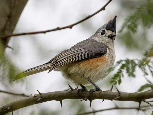 Black-crested Titmouse _DSC8382-Edit