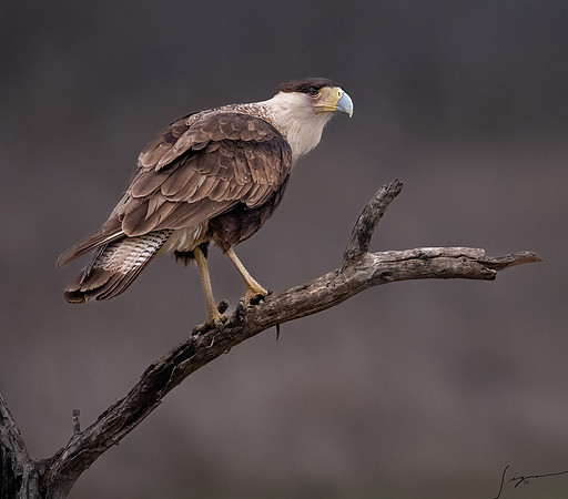 Crested Caracara Juvenile _DSC3970-Edit