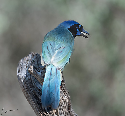Green Jay LaLomitaRanch20210501_0261-Edit-Edit