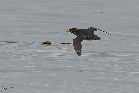 Rhinoceros Auklet SanJuanIsland WA 20210527_1042