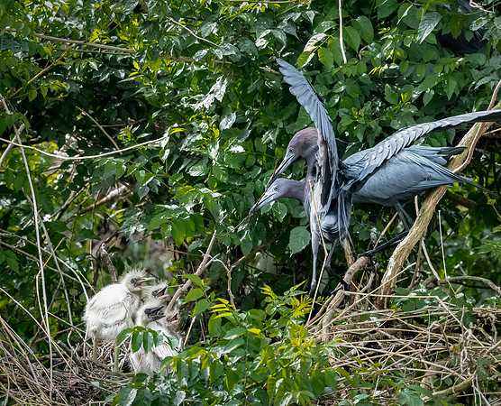 Little Blue Heron Galveston TX-County Parks 20210508_0478-Edit-Edit