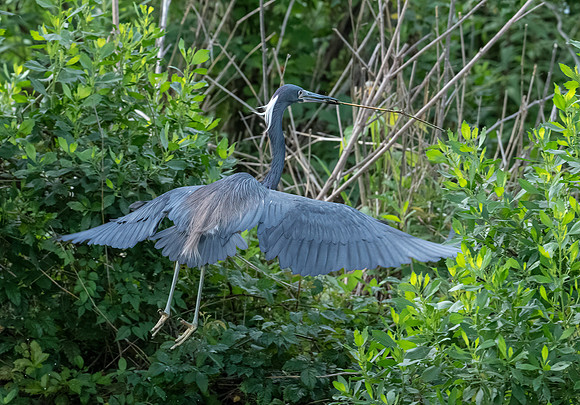 Tri-Colored Heron Galveston TX-County Parks 20210508_0378-Edit