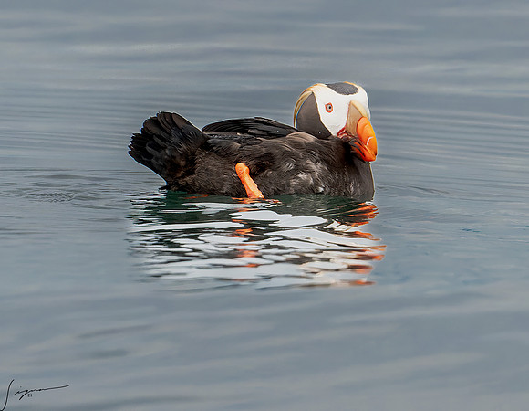 Tufted Puffin Breeding Adult SanJuanIsland WA 20210527_0820