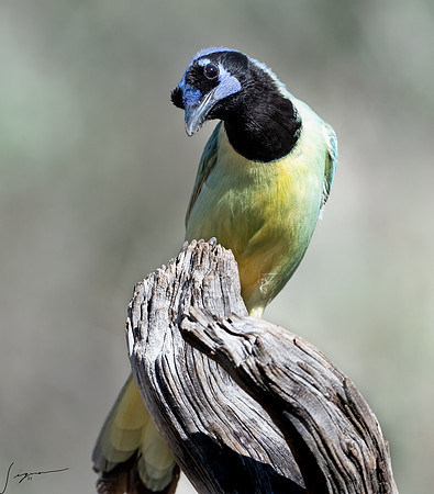 Green Jay LaLomitaRanch20210501_0203-Edit