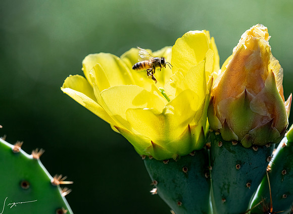 Bunny Ear Cactus LaLomitaRanch20210502_0196-Edit