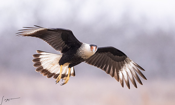 Crested Caracara Adult     _DSC5088-Edit