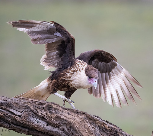 Crested Caracara Juvenile _DSC4927-Edit