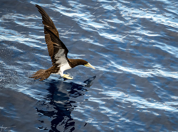 20250108SeaDay_0090