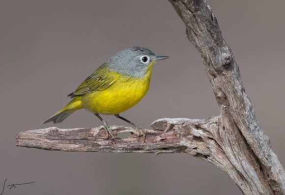 Nashville Warbler LaLomitaRanch20210501_0718-Edit-2