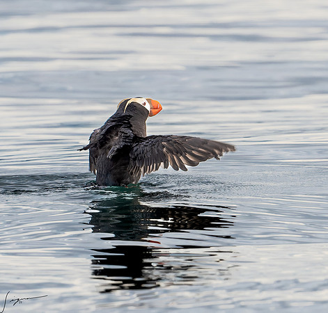 Tufted Puffin Breeding Adult SanJuanIsland WA 20210527_0442
