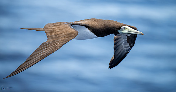 20250108SeaDay_0227-Edit