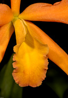 Orchids