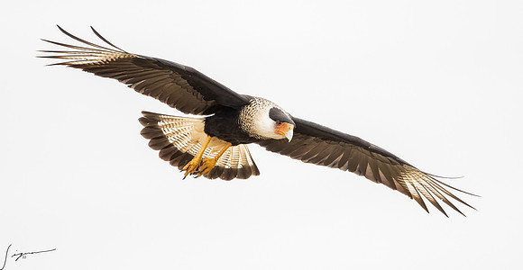 Crested Caracara Adult     _DSC5845-Edit