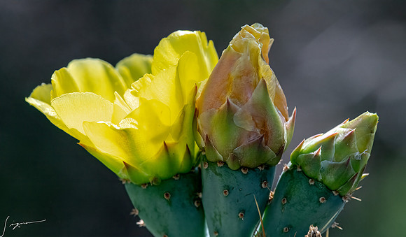 Bunny Ear Cactus LaLomitaRanch20210502_0284-Edit