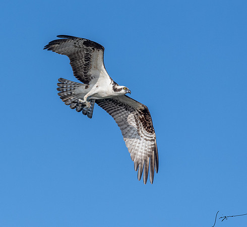 BlueCypressLake20190412_0774