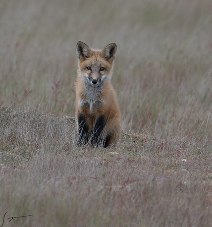Red Fox Kit SanJuanIsland WA20210527_0025