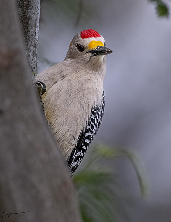 Golden-fronted Woodpecker _DSC8552-Edit