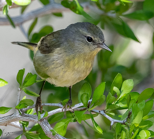 Orange-crowned Warbler LaLomitaRanch20210501_0059-Edit