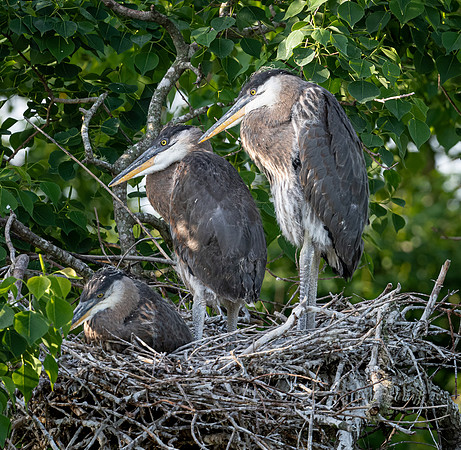 Great Blue Heron Pair and Chick Galveston TX