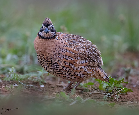 Northern Bobwhite Male      _DSC7565-Edit