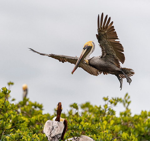 BrownPelicanBreedingAdultAtlantic