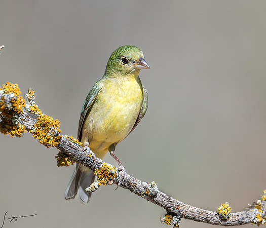 Painted Bunting Female LaLomitaRanch20210502_0512-Edit