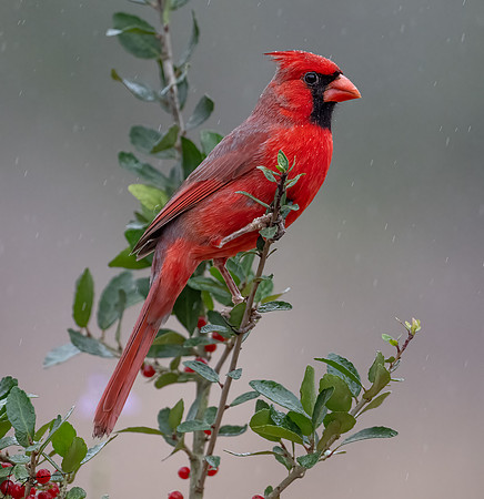 Northern Cardinal Male      _DSC7422-Edit