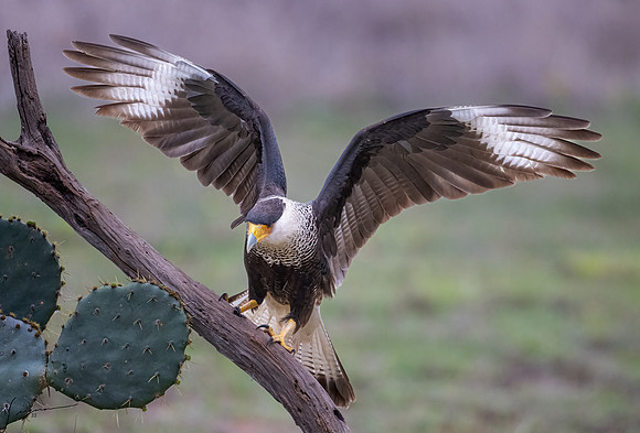 Crested Caracara Adult     _DSC4816-Edit