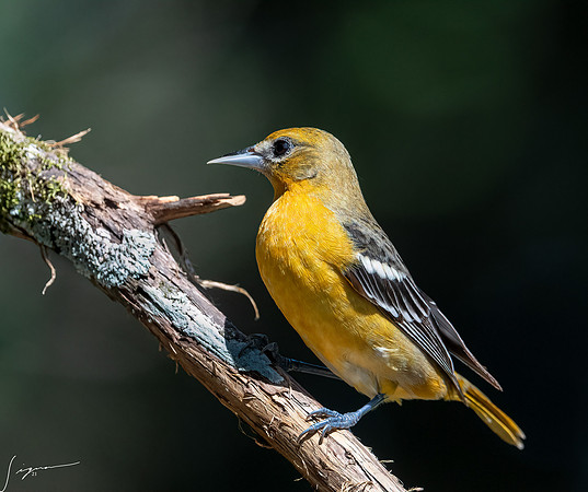 Baltimore Oriole Female Galveston TX-Galveston20210505_0022-Edit