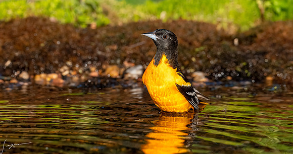 Baltimore Oriole Male  Galveston TX-Galveston20210505_0721-Edit