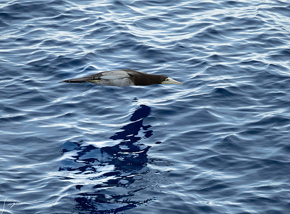 20250108SeaDay_1306