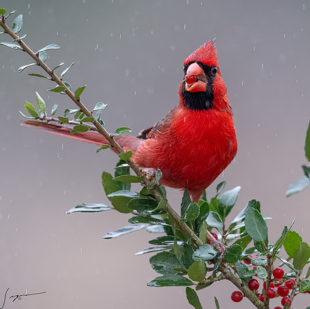 Northern Cardinal Male      _DSC7660-Edit