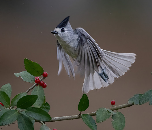Black-crested Titmouse _DSC8342-Edit