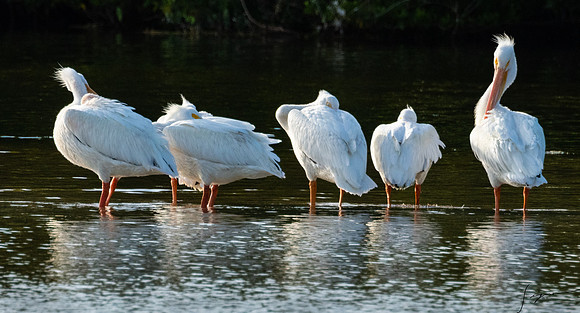 DingDarlingNWR20190402_0046