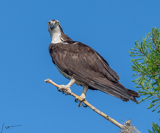 BlueCypressLake20190412_0810