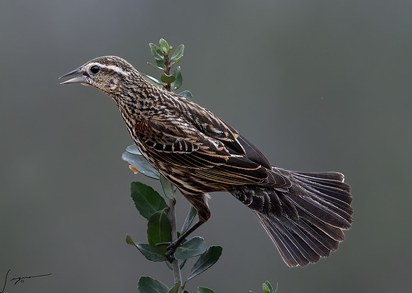 Female Red-winged Blackbird _DSC7229-Edit