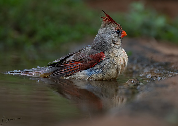 Pyrrhuloxia Female   _DSC6780-Edit