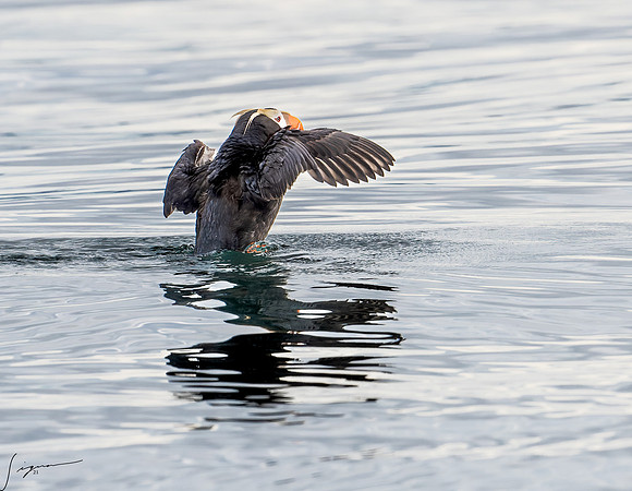 Tufted Puffin Breeding Adult SanJuanIsland WA 20210527_0446