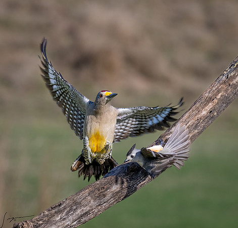 Black-crested Titmouse and Golden-fronted Woodpecker _DSC7301-Edit
