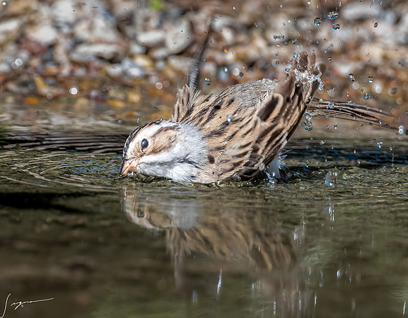 Clay-colored Sparrow LaLomitaRanch20210501_0149-Edit