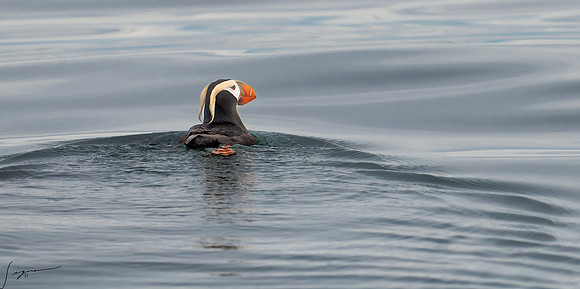 Tufted Puffin Breeding Adult SanJuanIsland WA 20210527_0310