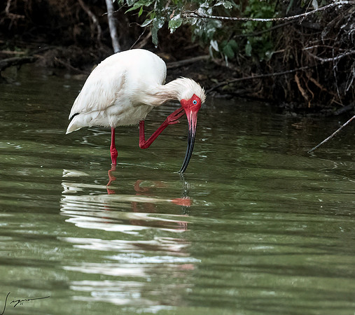 White Ibis Galveston TX-County Parks 20210508_0423-Edit