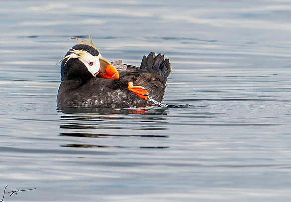 Tufted Puffin Breeding Adult SanJuanIsland WA 20210527_0575