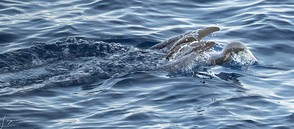 20250108SeaDay_1319
