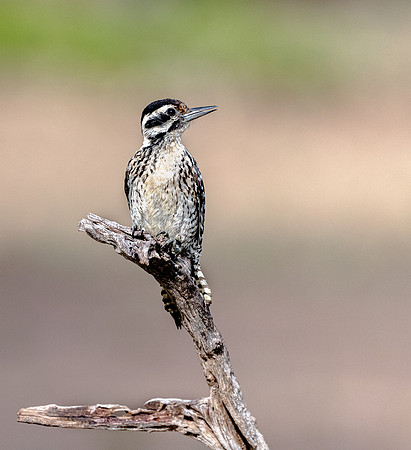 Ladder-backed Woodpecker Female LaLomitaRanch20210501_0540